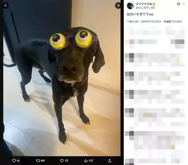 「パーティー用メガネがジャストフィット おちゃめなワンちゃんに「二度見しちゃった」」の画像