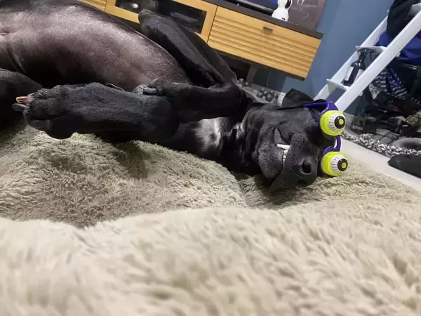 「パーティー用メガネがジャストフィット おちゃめなワンちゃんに「二度見しちゃった」」の画像