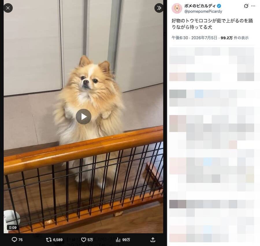 好物の気配を察知してダンス開始　ポメラニアンの華麗なステップにほっこり