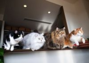 猫4匹が同時にジャンプする写真が劇的すぎる　「ねこレンジャー発進ニャ」