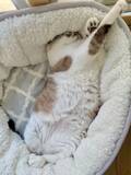 「夢の中で変身中！？おててを天高く突き出す猫の「ヒーロー寝相」」の画像1