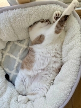 夢の中で変身中！？おててを天高く突き出す猫の「ヒーロー寝相」