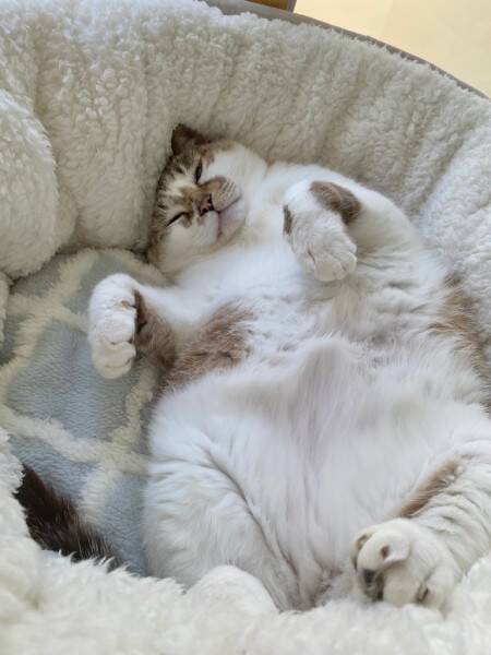 夢の中で変身中！？おててを天高く突き出す猫の「ヒーロー寝相」