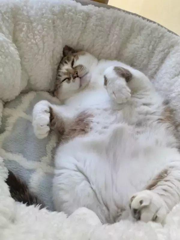 「夢の中で変身中！？おててを天高く突き出す猫の「ヒーロー寝相」」の画像