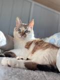 「夢の中で変身中！？おててを天高く突き出す猫の「ヒーロー寝相」」の画像3
