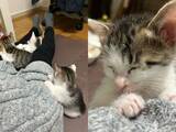 「飼い主の足にしがみついて…立ったまま寝る子猫が話題　「尊すぎてつらい」の声」の画像1
