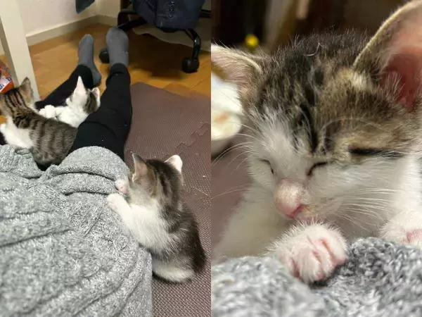 飼い主の足にしがみついて…立ったまま寝る子猫が話題　「尊すぎてつらい」の声