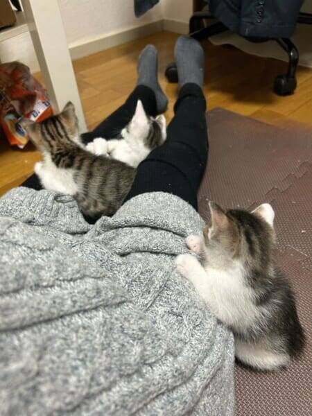 飼い主の足にしがみついて…立ったまま寝る子猫が話題　「尊すぎてつらい」の声