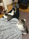 「飼い主の足にしがみついて…立ったまま寝る子猫が話題　「尊すぎてつらい」の声」の画像2