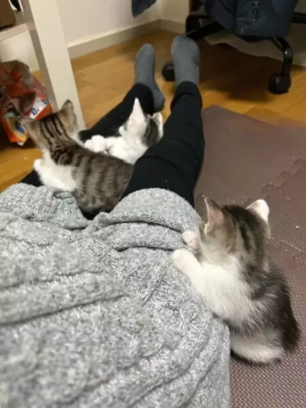 「飼い主の足にしがみついて…立ったまま寝る子猫が話題　「尊すぎてつらい」の声」の画像