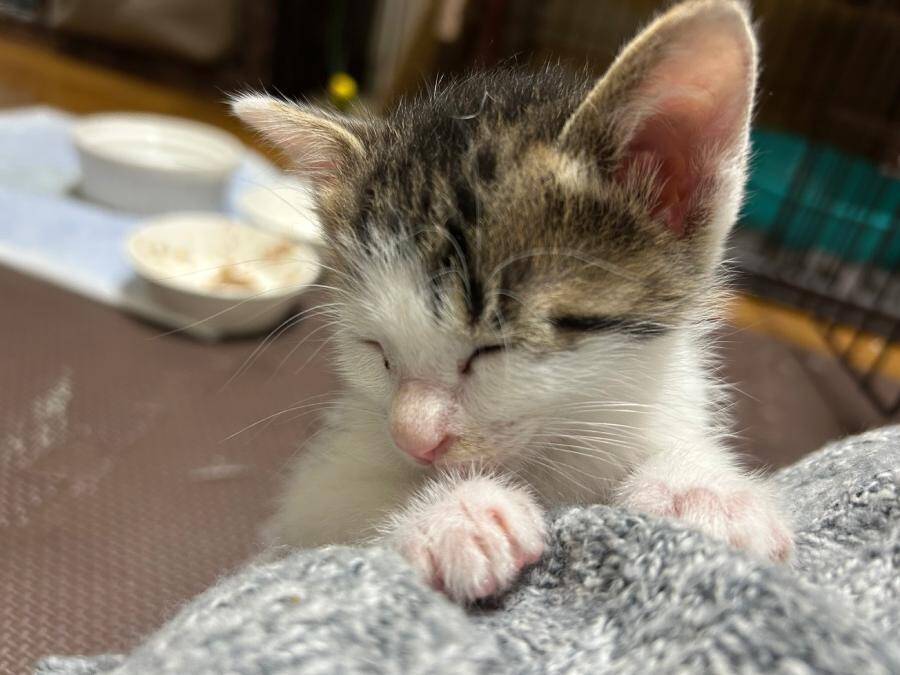 飼い主の足にしがみついて…立ったまま寝る子猫が話題　「尊すぎてつらい」の声