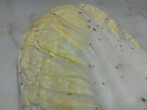 白菜の黒い斑点はポリフェノールだった　農林水産省が「捨てないで」と呼びかけ