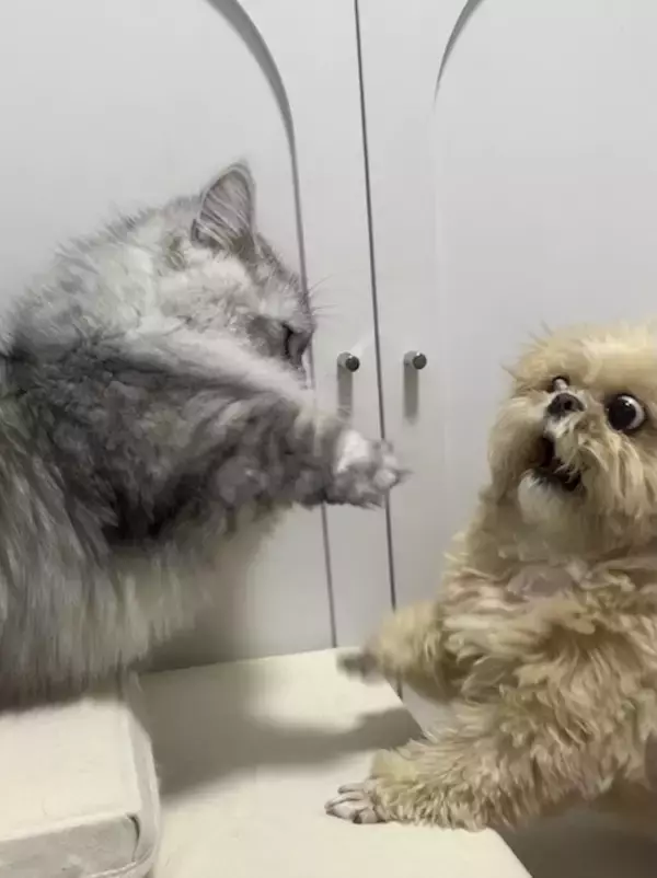 そんなに驚く！？届かない猫パンチを前に、動揺しすぎなわんこ