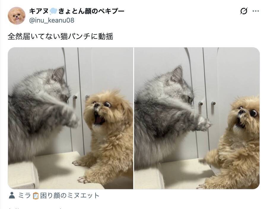 そんなに驚く！？届かない猫パンチを前に、動揺しすぎなわんこ
