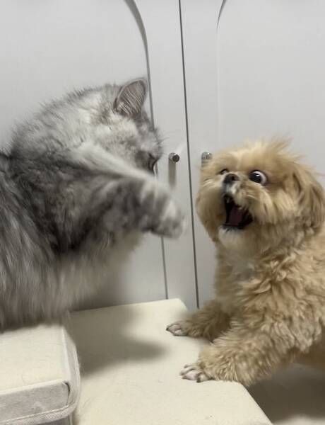 そんなに驚く！？届かない猫パンチを前に、動揺しすぎなわんこ