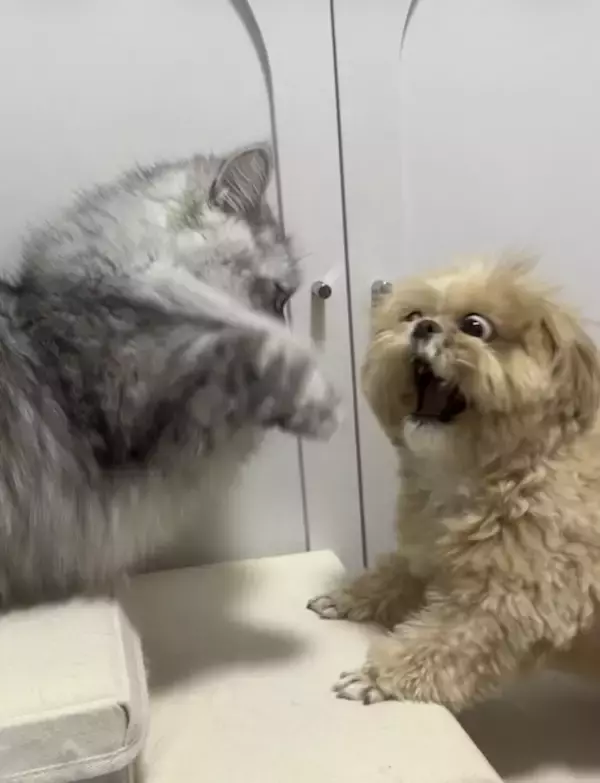 「そんなに驚く！？届かない猫パンチを前に、動揺しすぎなわんこ」の画像