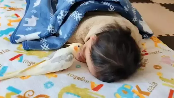 「ちょっと外れた音で熱唱　オカメインコが歌う「となりのトトロ」が味わい深い」の画像