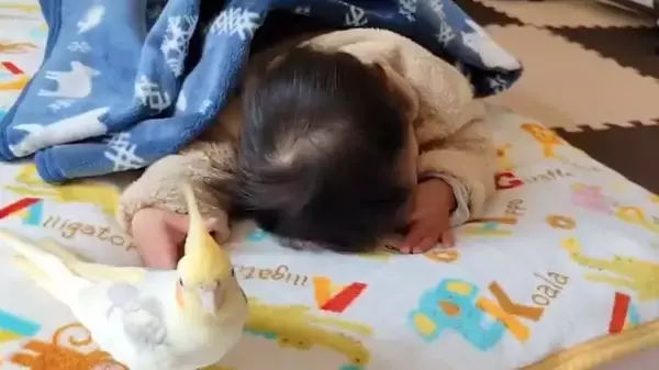 「ちょっと外れた音で熱唱　オカメインコが歌う「となりのトトロ」が味わい深い」の画像