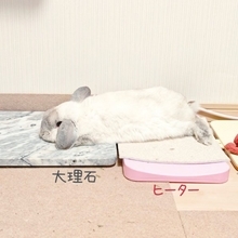 冷え冷えとポカポカを器用に使いこなす　絶妙バランスでくつろぐうさぎさん