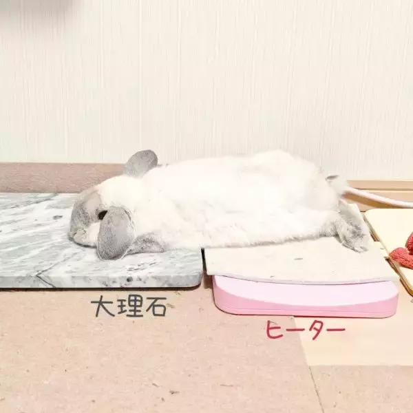 冷え冷えとポカポカを器用に使いこなす　絶妙バランスでくつろぐうさぎさん