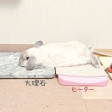 冷え冷えとポカポカを器用に使いこなす　絶妙バランスでくつろぐうさぎさん