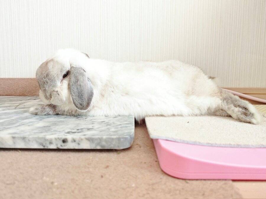 冷え冷えとポカポカを器用に使いこなす　絶妙バランスでくつろぐうさぎさん