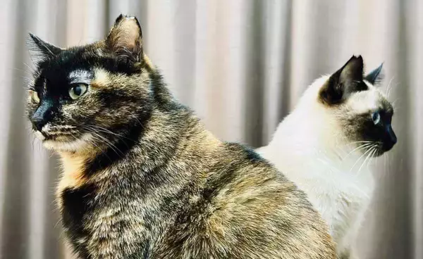 まるでキラとアスラン　背中合わせで佇む猫たちが「ガンダムSEED」のOPすぎる