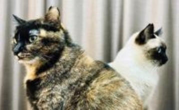 まるでキラとアスラン　背中合わせで佇む猫たちが「ガンダムSEED」のOPすぎる