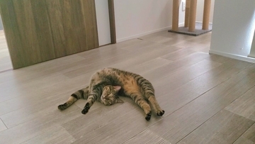 まるで騙し絵？猫のやわらかボディに飼い主もびっくり