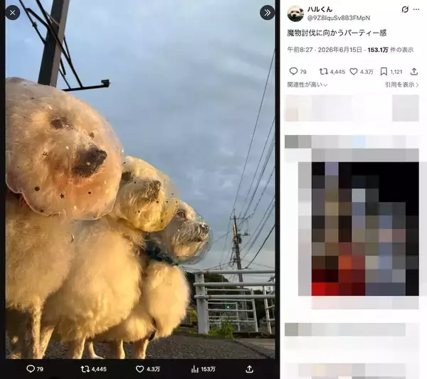 「3匹のワンコ、魔物討伐へ……散歩中の3ショットが醸す“冒険の始まり”感」の画像