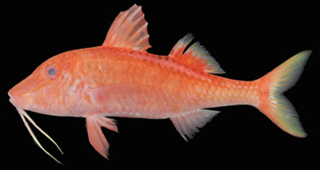 市場で買った魚、調べてみたら世界2例目の稀種だった　琉球大が日本初記録「コトウヒメジ」を報告