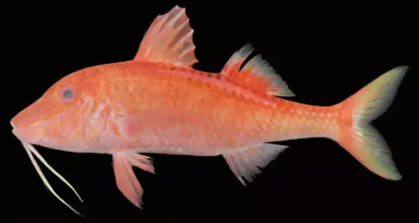 市場で買った魚、調べてみたら世界2例目の稀種だった　琉球大が日本初記録「コトウヒメジ」を報告