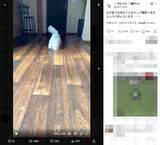 「床掃除はおまかせ！「モップ機能つき生ルンバ」と化すビションフリーゼがかわいい」の画像1