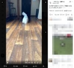 床掃除はおまかせ！「モップ機能つき生ルンバ」と化すビションフリーゼがかわいい