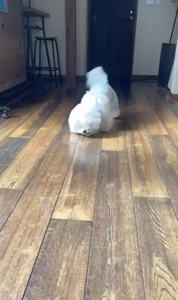 「床掃除はおまかせ！「モップ機能つき生ルンバ」と化すビションフリーゼがかわいい」の画像