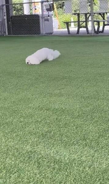 床掃除はおまかせ！「モップ機能つき生ルンバ」と化すビションフリーゼがかわいい