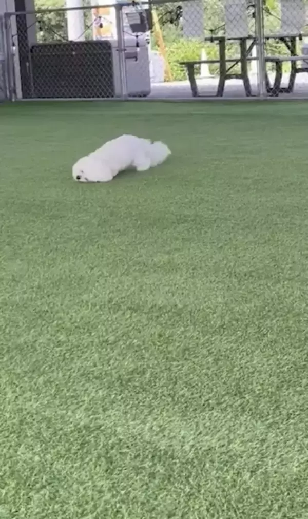 「床掃除はおまかせ！「モップ機能つき生ルンバ」と化すビションフリーゼがかわいい」の画像