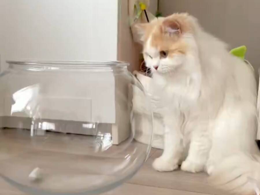 金魚鉢の虫を取りたかったはずなのに……なぜか液体化してしまう猫ちゃん