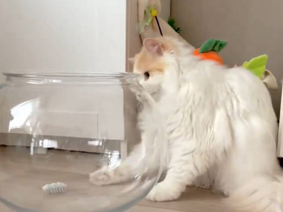 金魚鉢の虫を取りたかったはずなのに……なぜか液体化してしまう猫ちゃん