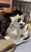 エリザベスカラーの妹猫を気遣う兄猫　心あたたまる光景がXで話題