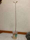 「「思ってたのと違う」アボカドの種を放置してたらまさかの“極細”に成長」の画像1