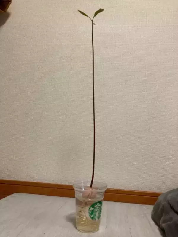 「思ってたのと違う」アボカドの種を放置してたらまさかの“極細”に成長