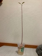 「思ってたのと違う」アボカドの種を放置してたらまさかの“極細”に成長
