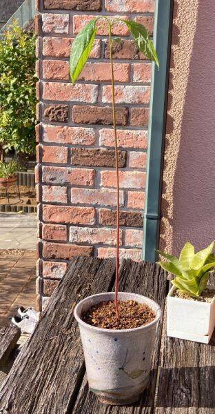 「思ってたのと違う」アボカドの種を放置してたらまさかの“極細”に成長