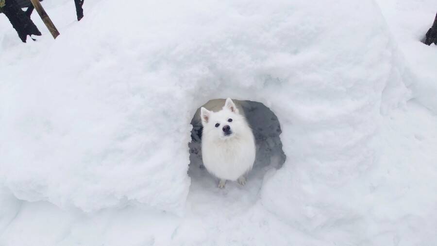 セーブポイント？かまくらの中で光に包まれるワンちゃんがまるでRPGのワンシーン