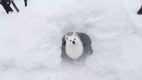 「セーブポイント？かまくらの中で光に包まれるワンちゃんがまるでRPGのワンシーン」の画像