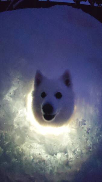 セーブポイント？かまくらの中で光に包まれるワンちゃんがまるでRPGのワンシーン