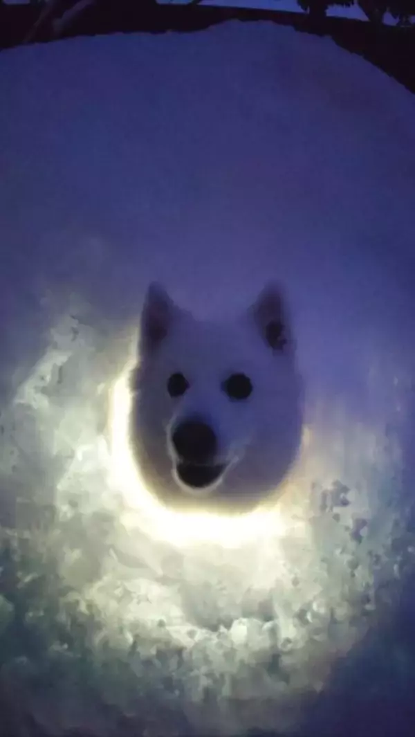 「セーブポイント？かまくらの中で光に包まれるワンちゃんがまるでRPGのワンシーン」の画像