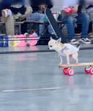 「想像以上にうまい　スケボーを乗りこなすチワワが話題」の画像1