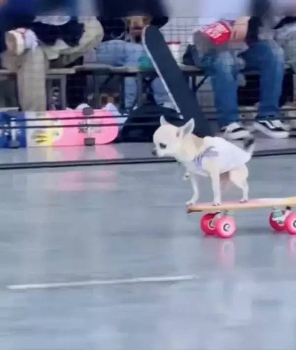 想像以上にうまい　スケボーを乗りこなすチワワが話題